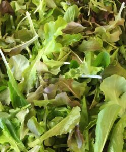 Baby Lettuce Mix