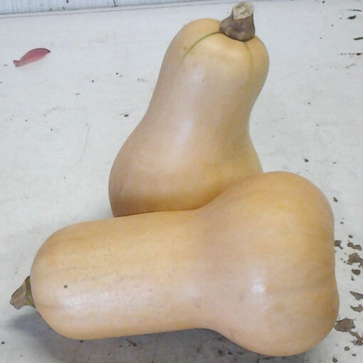 Butternut Squash