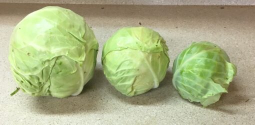 green-cabbage