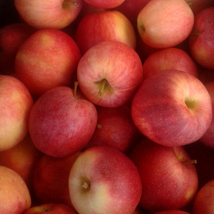 Gala Apples (Local – Not Organic) - Green Heron Farm