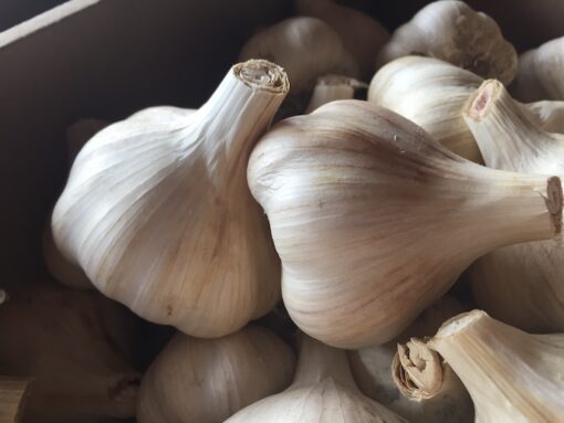 certified-organic-garlic