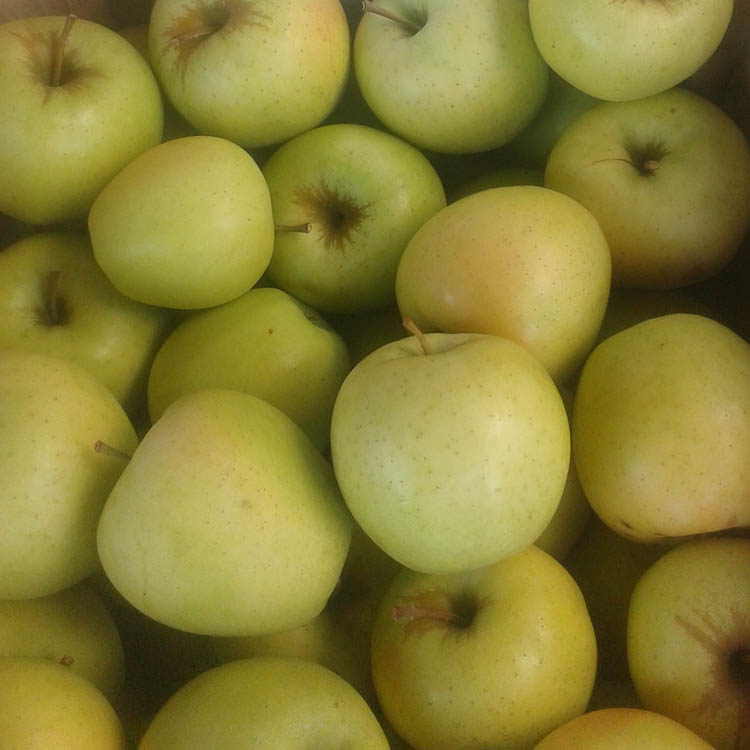 Golden Delicious Apples (Local – Not Organic) - Green Heron Farm