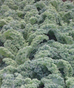 Green Kale