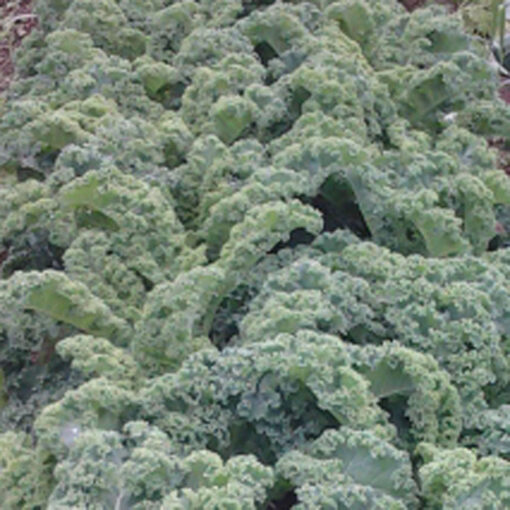 Green Kale