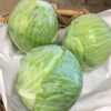 Cabbage