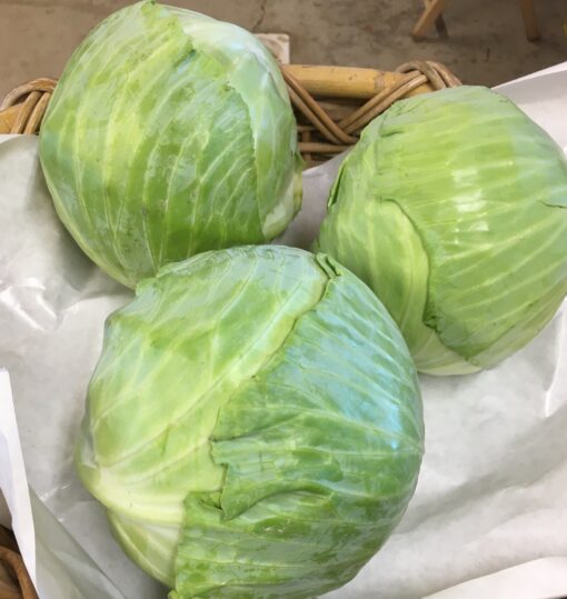 Cabbage