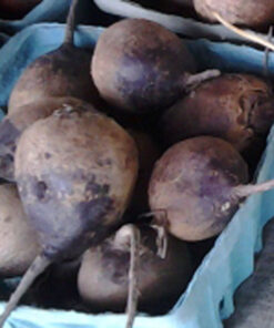 Red Beet Roots