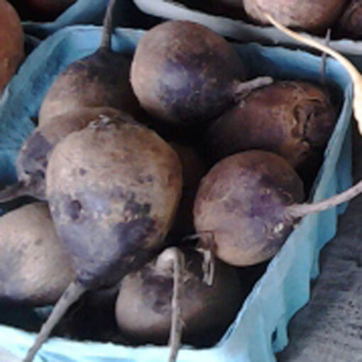 Red Beet Roots