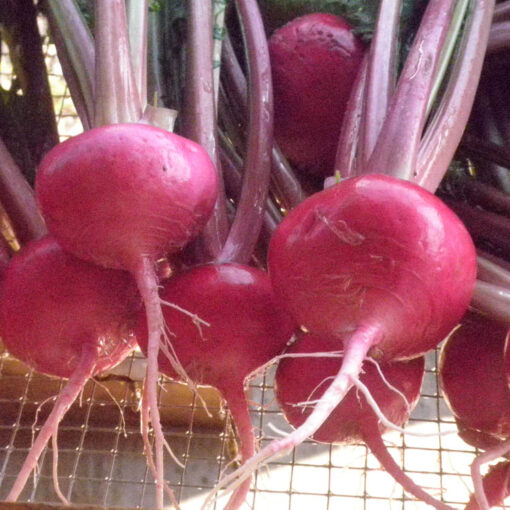 Scarlet Turnip Roots