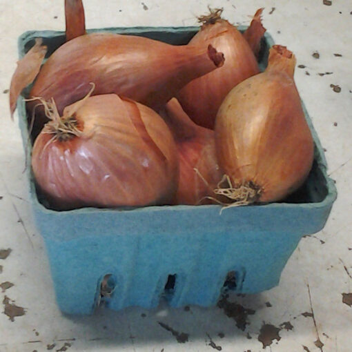 Red French Shallots