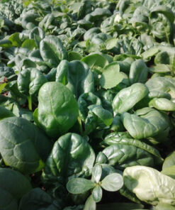 Baby Spinach