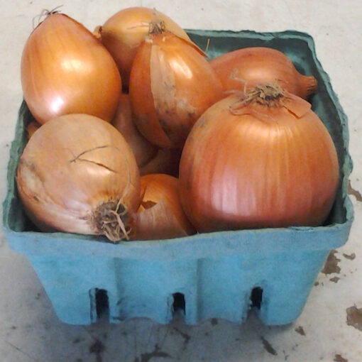 Yellow Onions