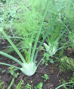Fennel, w/leaves