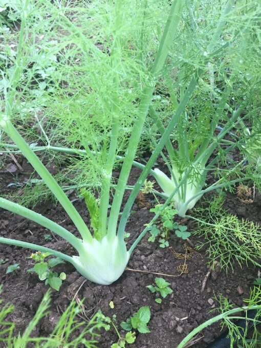 Fennel, w/leaves