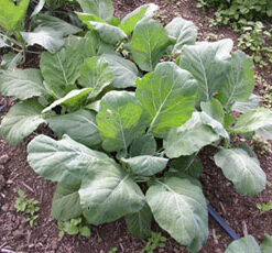 Collards