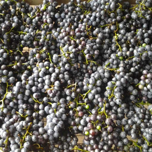 Organic Concord Grapes