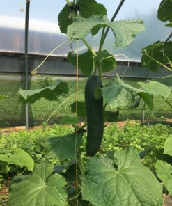 cucumbers