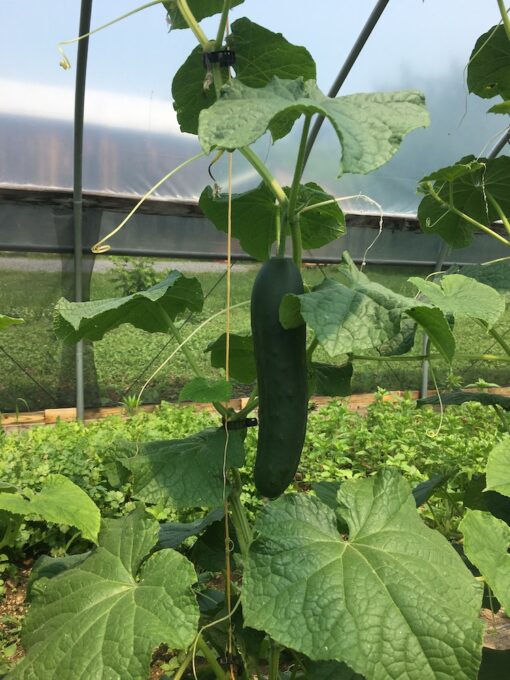 cucumbers