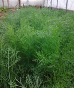 Dill