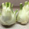 fennel-bulbs