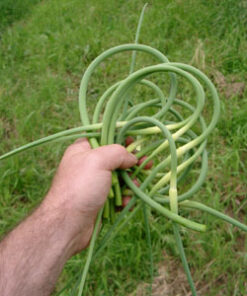 garlic scapes