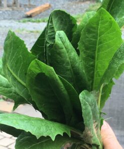 Italian Dandelion