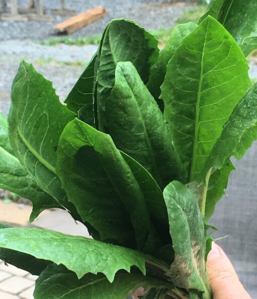 Italian Dandelion