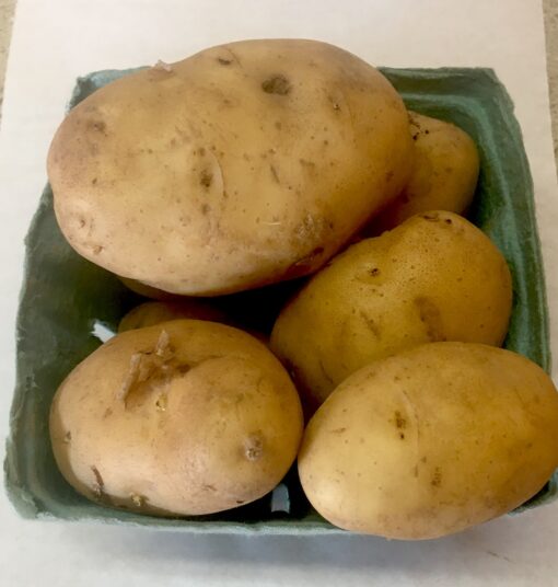 Kennebec White Potatoes