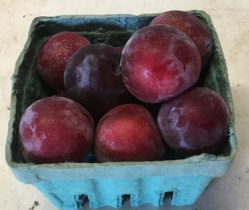 Red Plums                 (Local - Not Organic)