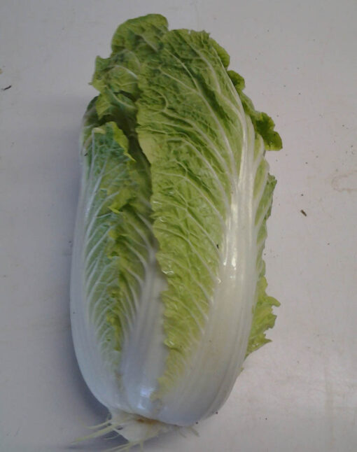 Napa Cabbage