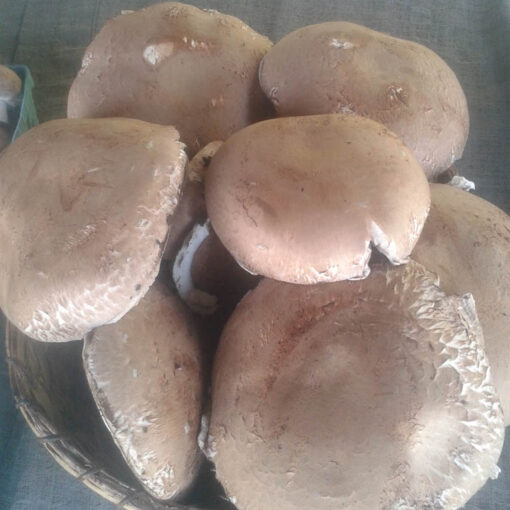 Portabella Mushrooms