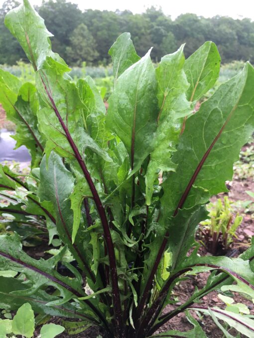 Red Rib Dandelion