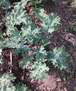 Red Russian Kale