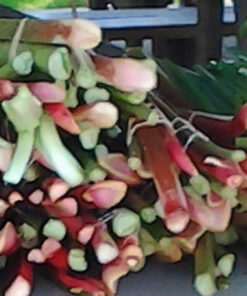 Rhubarb