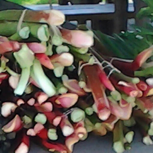 Rhubarb