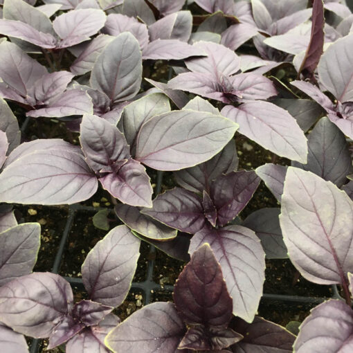 Purple Basil