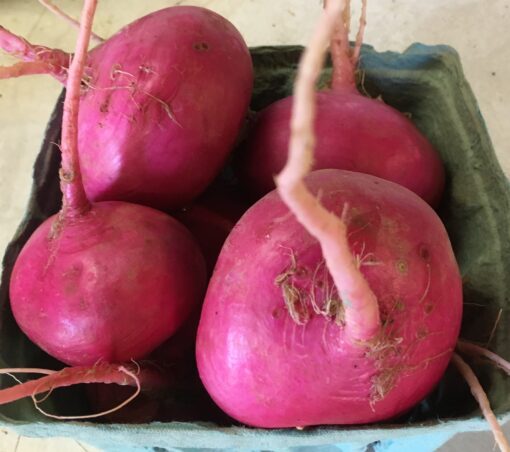 Scarlet Turnip Roots