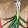 Spring Garlic
