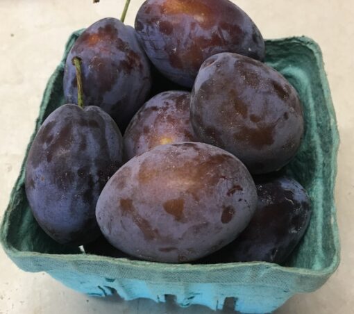 Purple Plums      (Local - Not Organic)