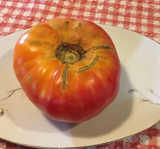Striped German, 4" Pot