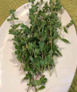 Sweet Marjoram