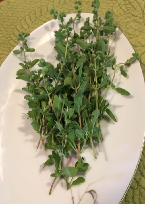 Sweet Marjoram