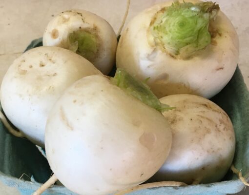 Sweet White Turnip Roots