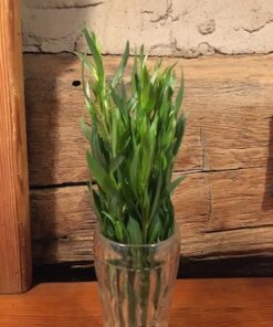 French Tarragon
