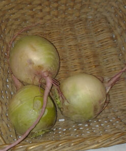 watermelon_radish