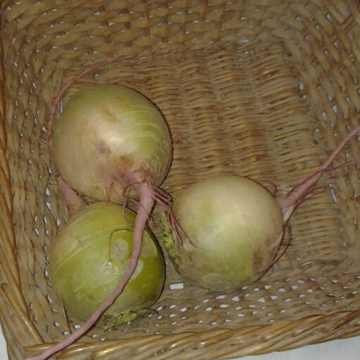 watermelon_radish