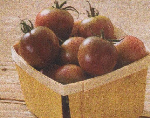 Black Cherry, 4" Pot