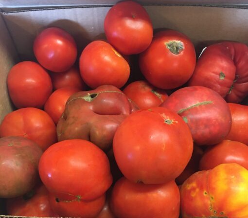Canning Tomatoes, 20 lbs