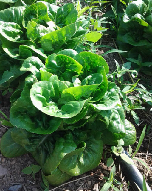 Baby Romaine Lettuce