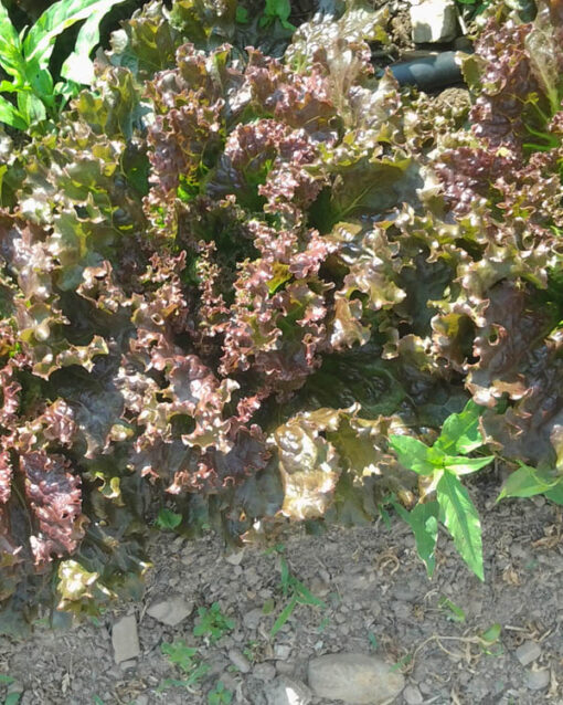 Red Leaf Lettuce